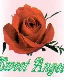 Nieuw 🥰 Sweet Angel Sport BH Dames - Assorti 01 - Maat XL 🛒 -Nijdam Shop 550x556 4